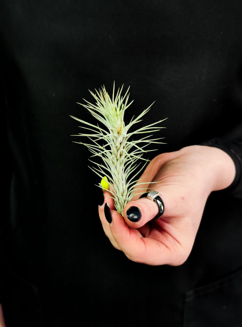 Тилландсия Фанкиана Мини (Tillandsia Funckiana Mini)
