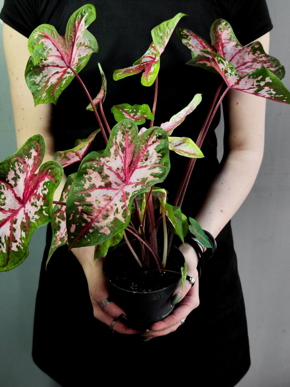 Каладиум Кэролин Уортон (Caladium Carolyn Whorton) D12см