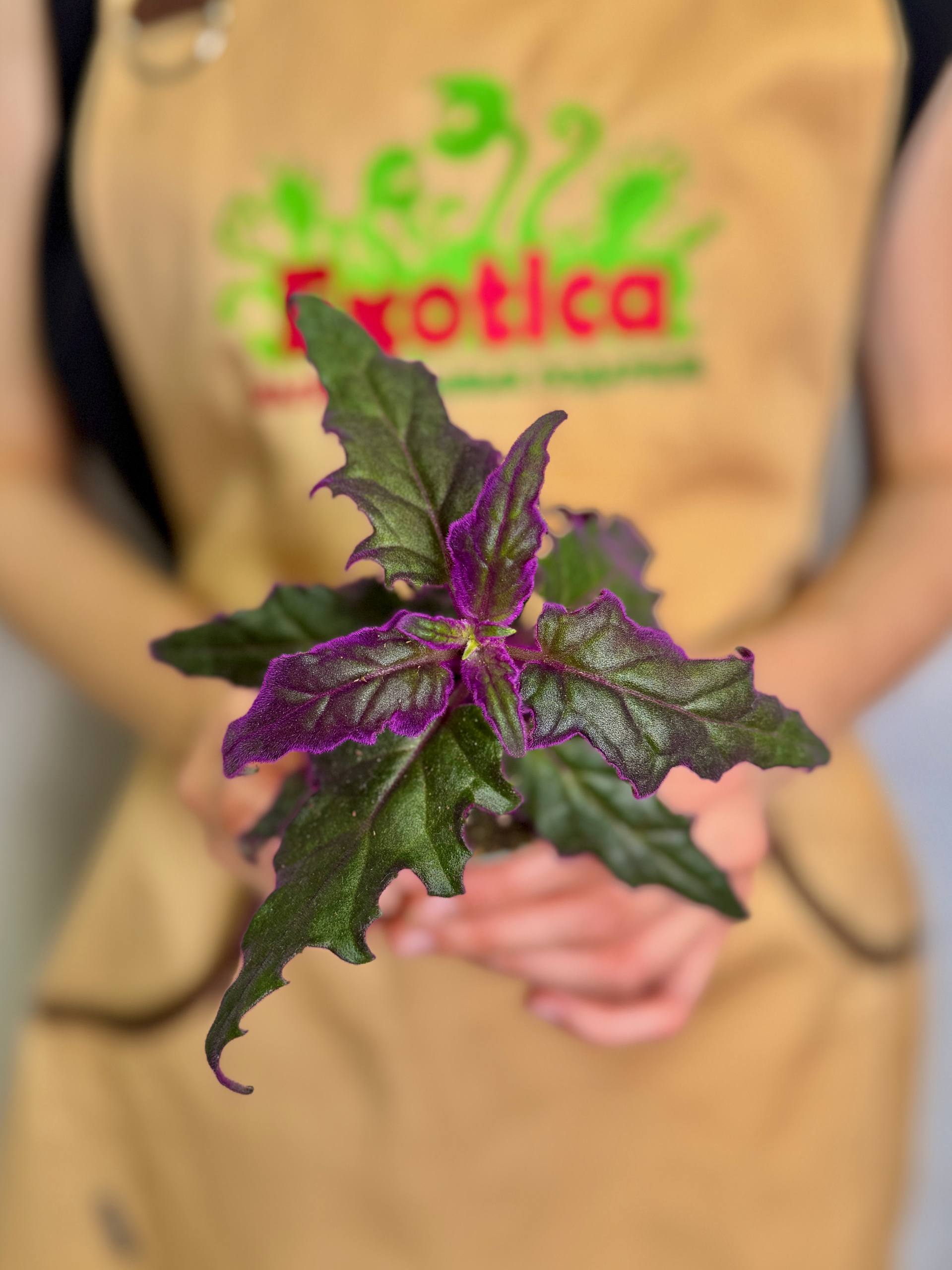 Гинура Оранжевая (Gynura Aurantiaca) D6см
