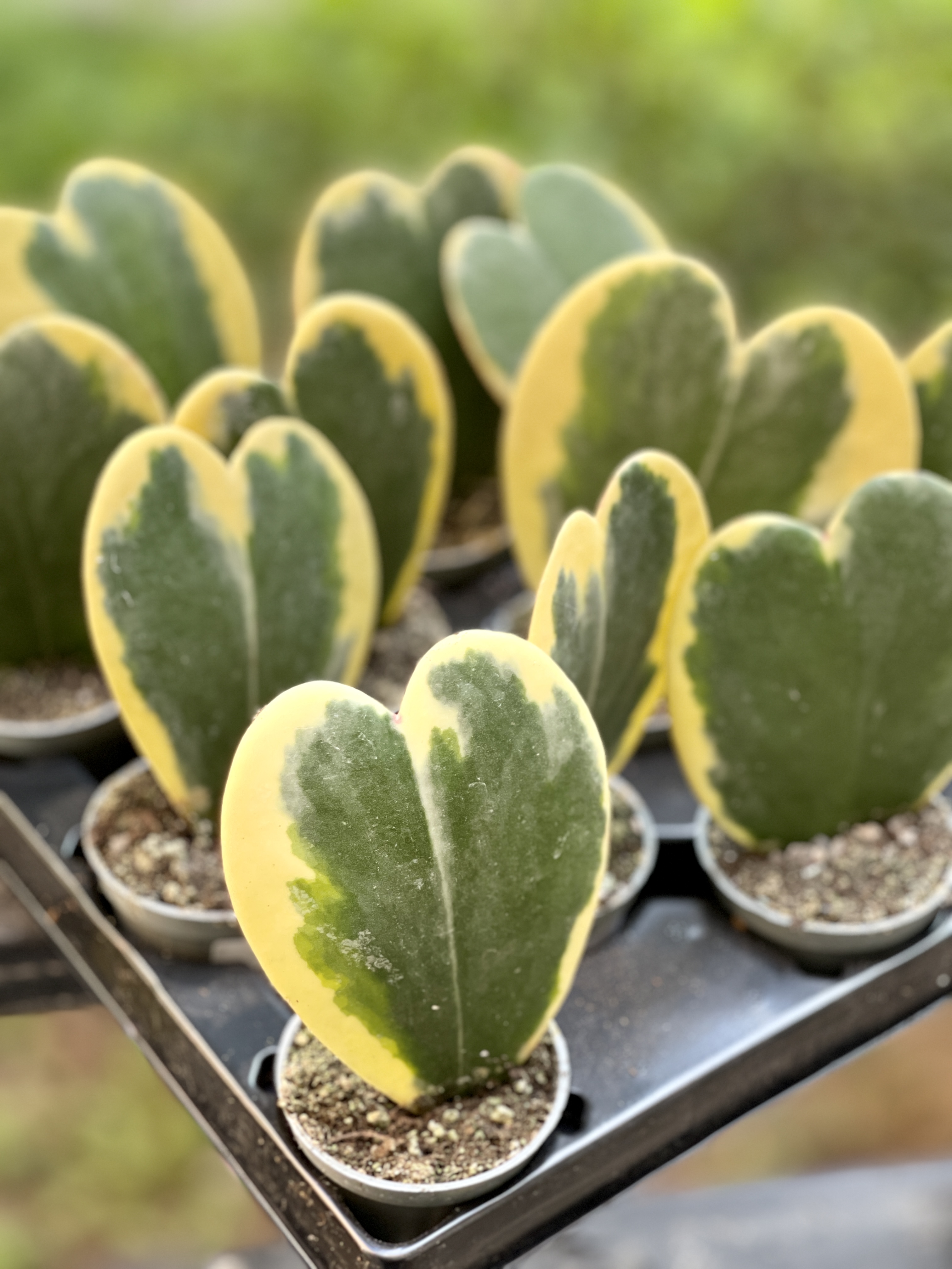 Хойя Керри Вариегатная (Hoya Kerrii Variegated) D6см