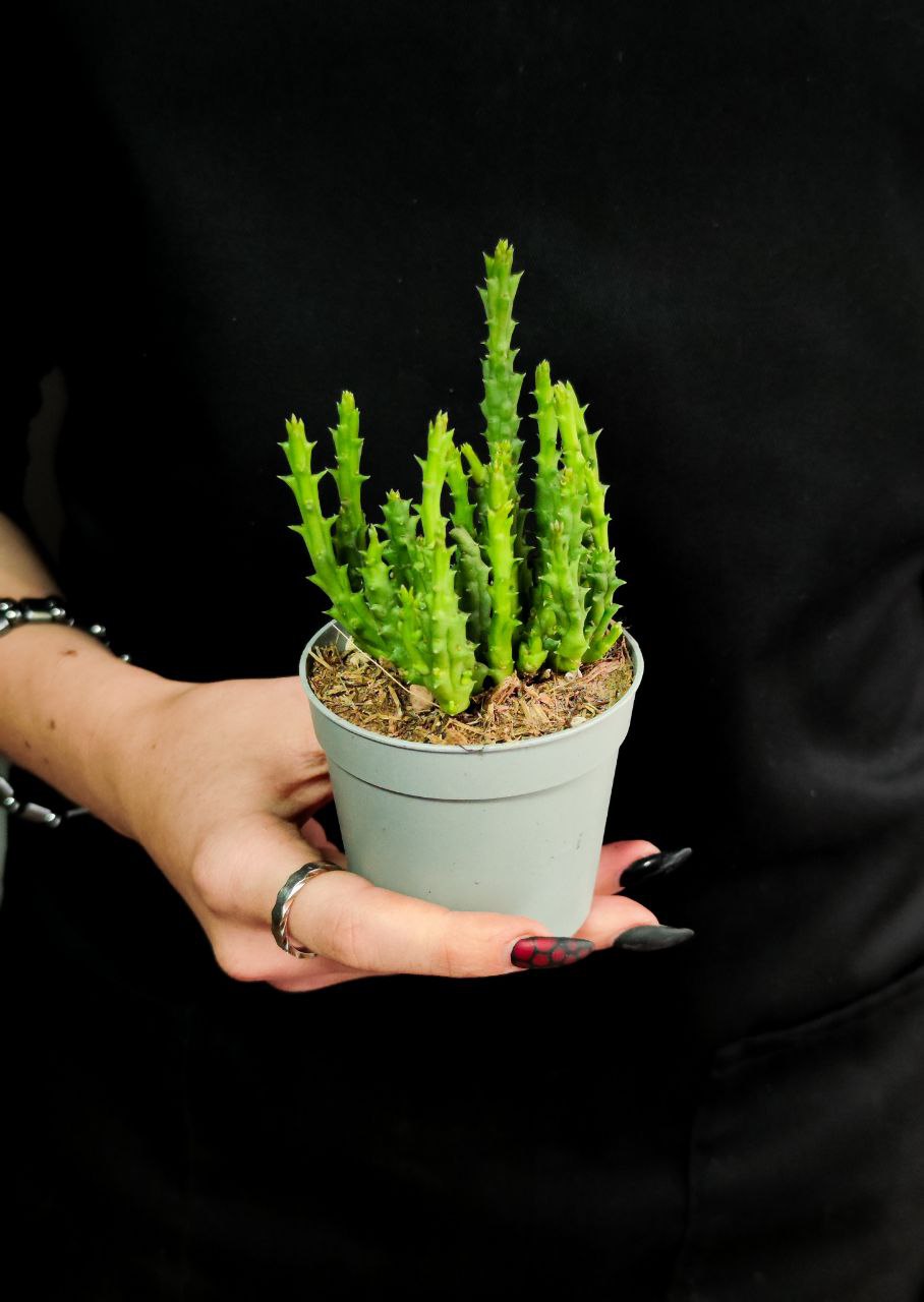 Стапелия Дивариката (Stapelia Divaricata) D6,5см