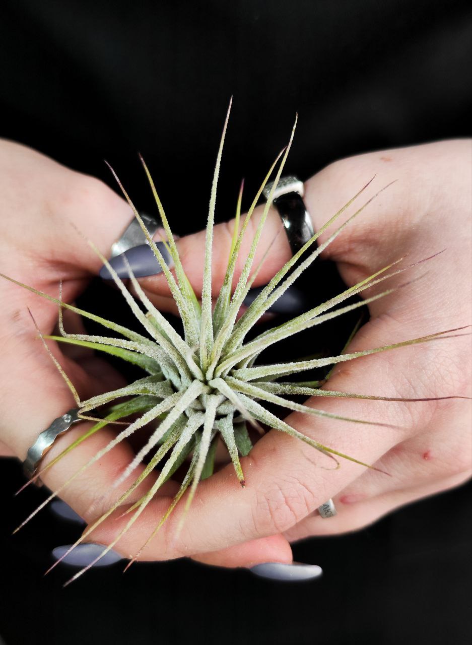 Тилландсия Ионанта Вайт (Tillandsia Ionantha White)
