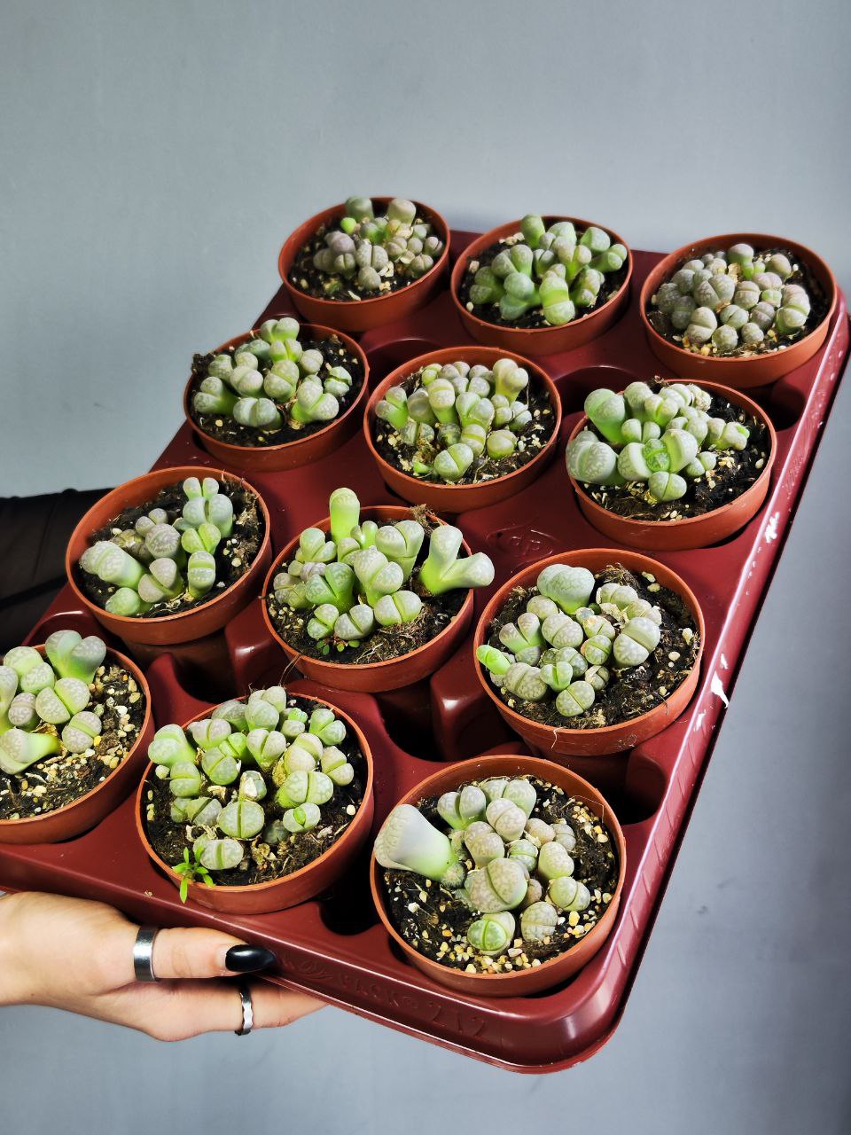 Литопсы Грин (Lithops Green Group) D8см