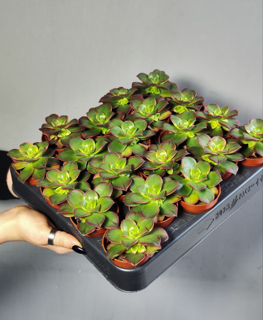 Эониум Киви (Aeonium Kiwi) D5см