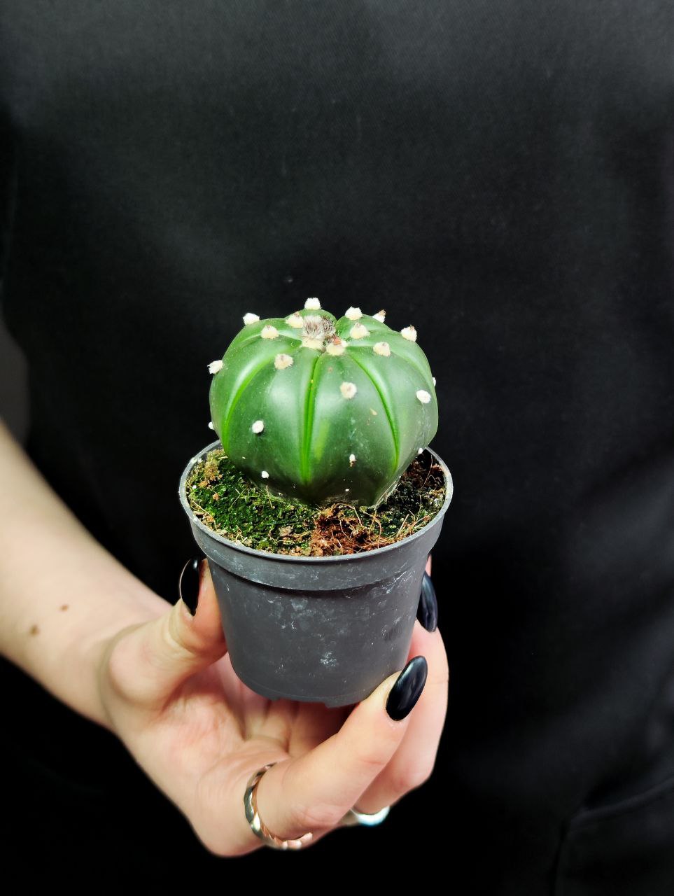 Астрофитум Астериас Гибридный (Astrophytum Asterias cv. Ruri Kabuto) D5см