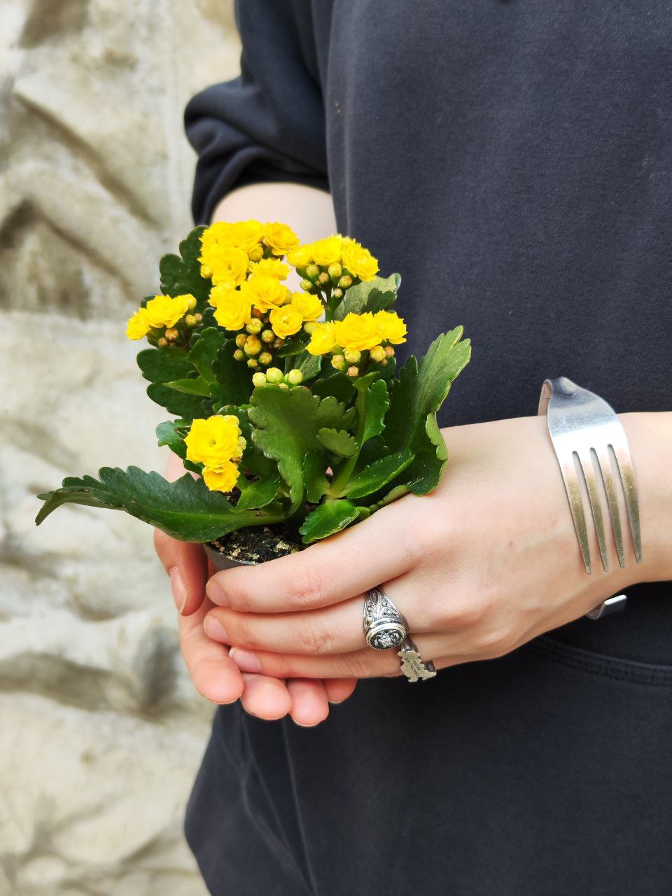 Каланхоэ Розалина Желтая (Kalanchoe Rosalina Yellow) D6см