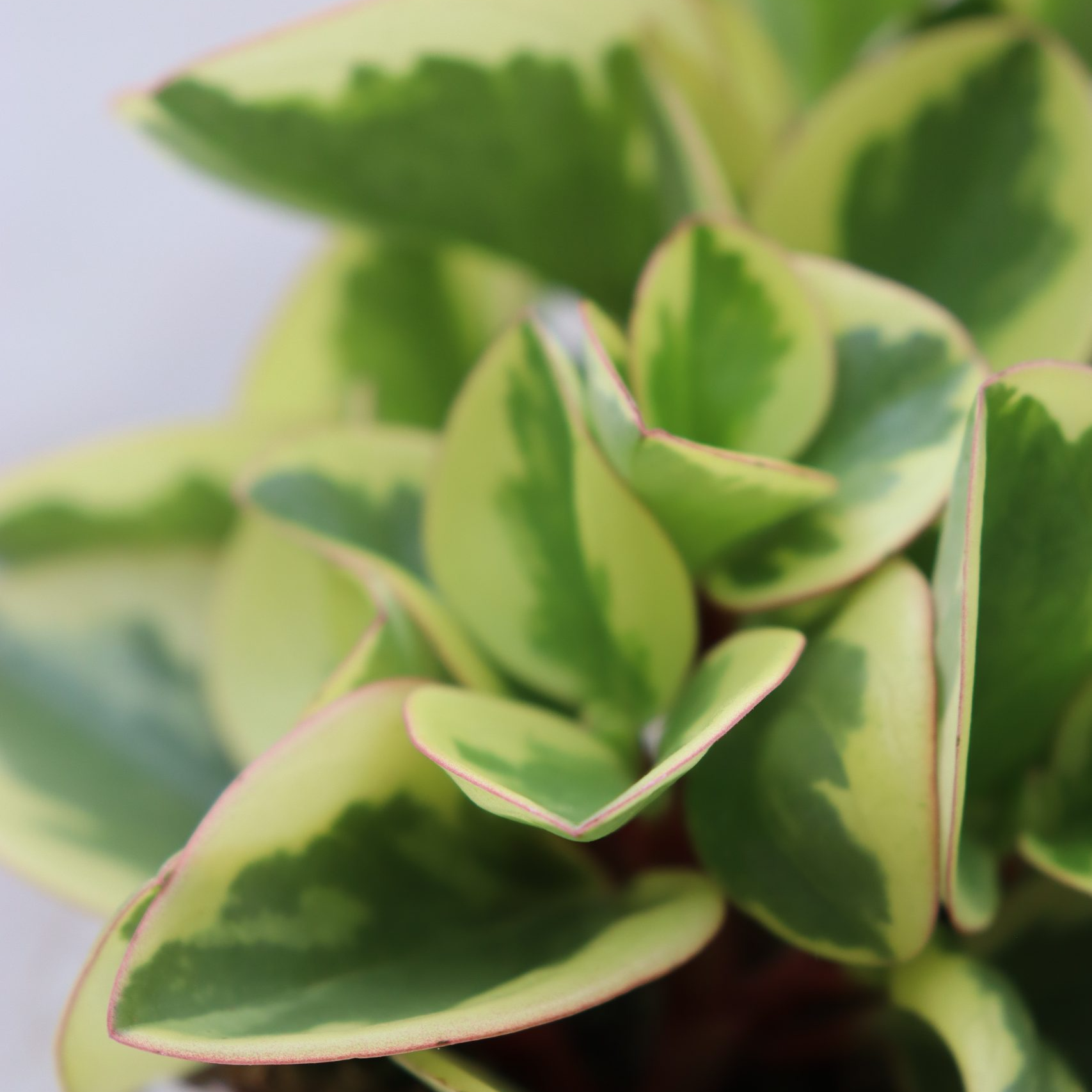 Пеперомия Туполистная Биколор (Peperomia Obtusifolia Bicolor) D5см
