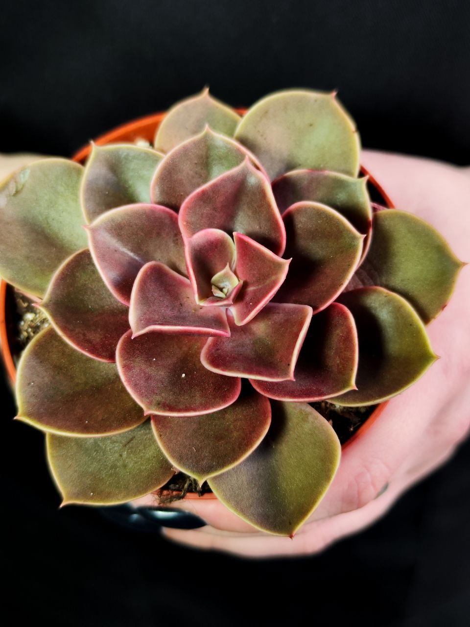 Эхеверия Ред Руби (Echeveria Red Ruby) D8см