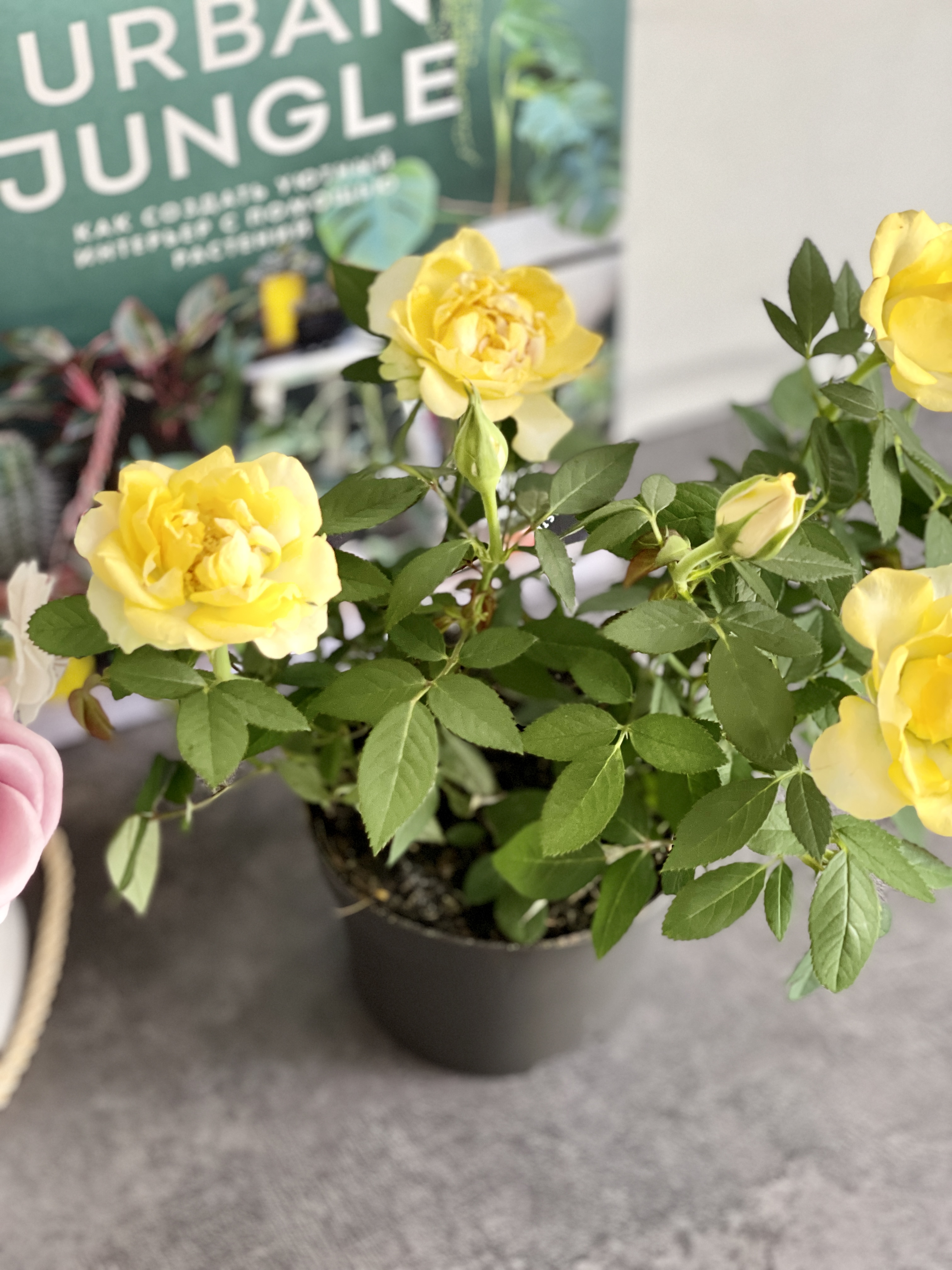 Роза желтая комнатная (Rose Yellow) D9см
