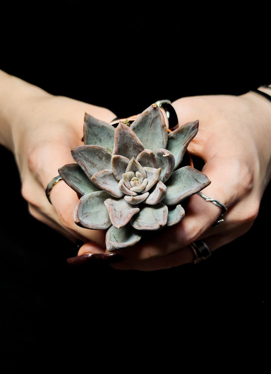 Эхеверия Сильвер Шайн (Echeveria Silver Shine) D5см