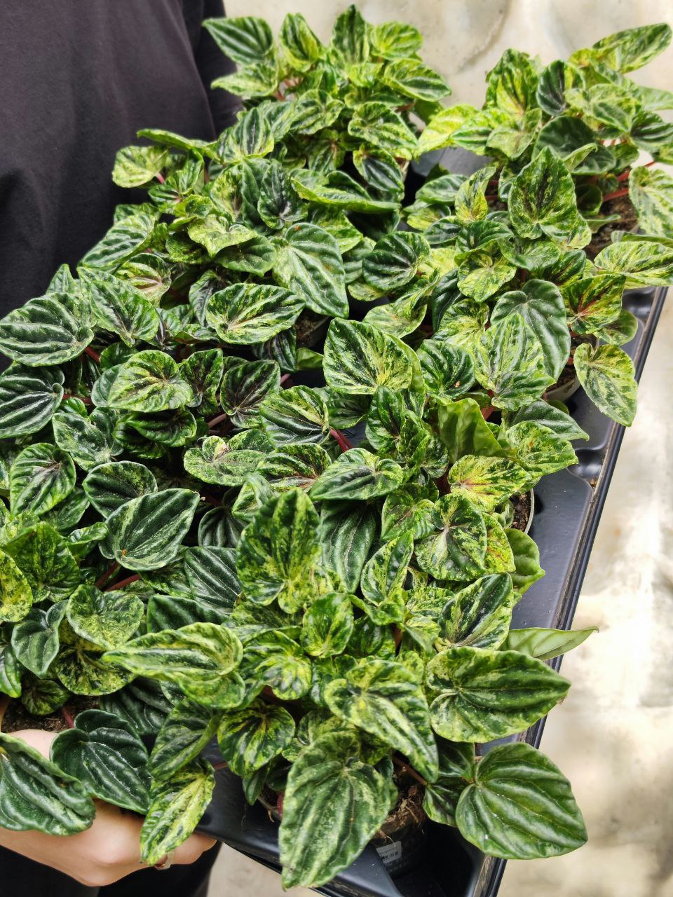 Пеперомия Буэнос Айрес (Peperomia Buenos Aires) D11см