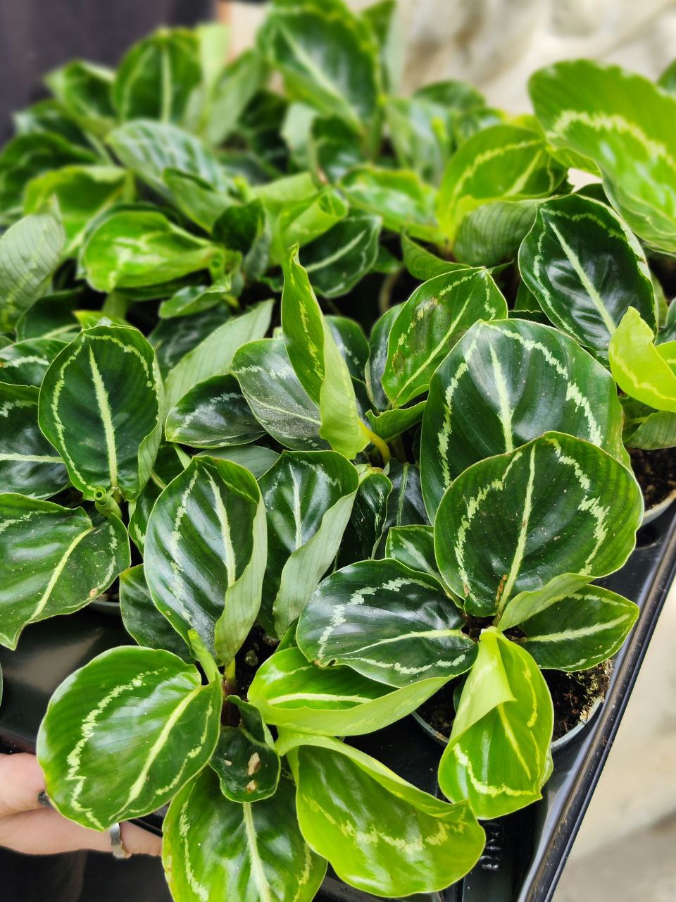 Калатея Розеопикта Грин (Calathea Roseopicta Green) D6см