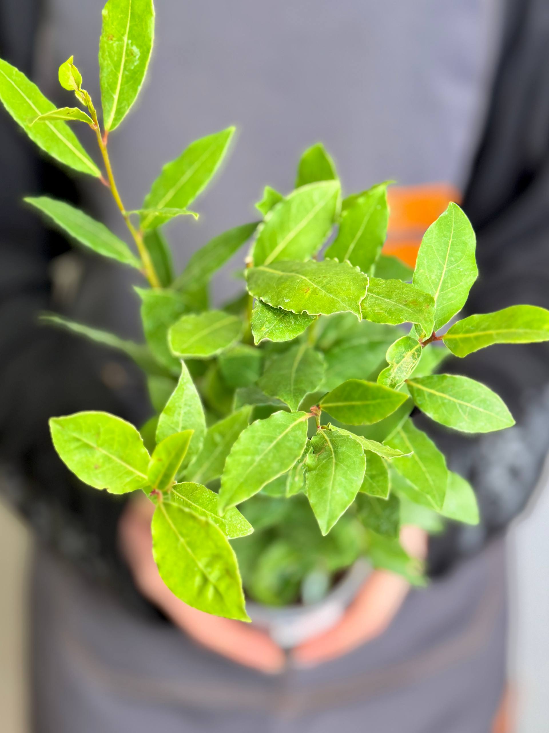 Лавр Благородный, или Лавровое дерево (Laurus Nobilis) D11см