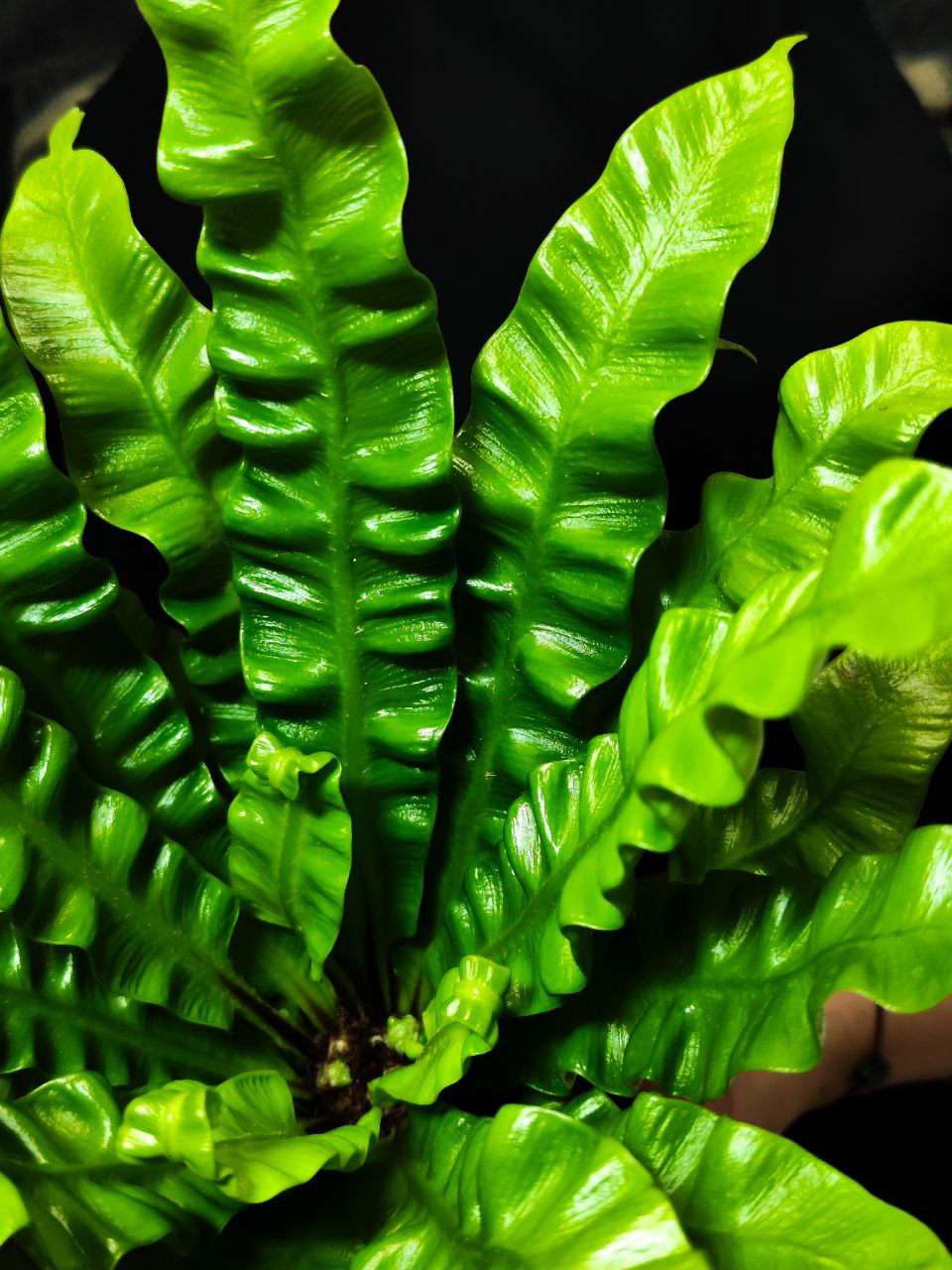Асплениум Криспи Вейв (Asplenium Crispy Wave) D9см