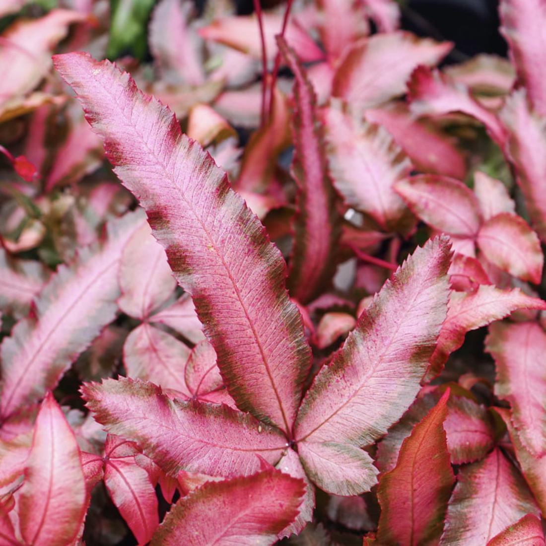 Птерис Критский Альболинеата Мейк Ап (Pteris Cretica Albolineata Make-upz) D7см