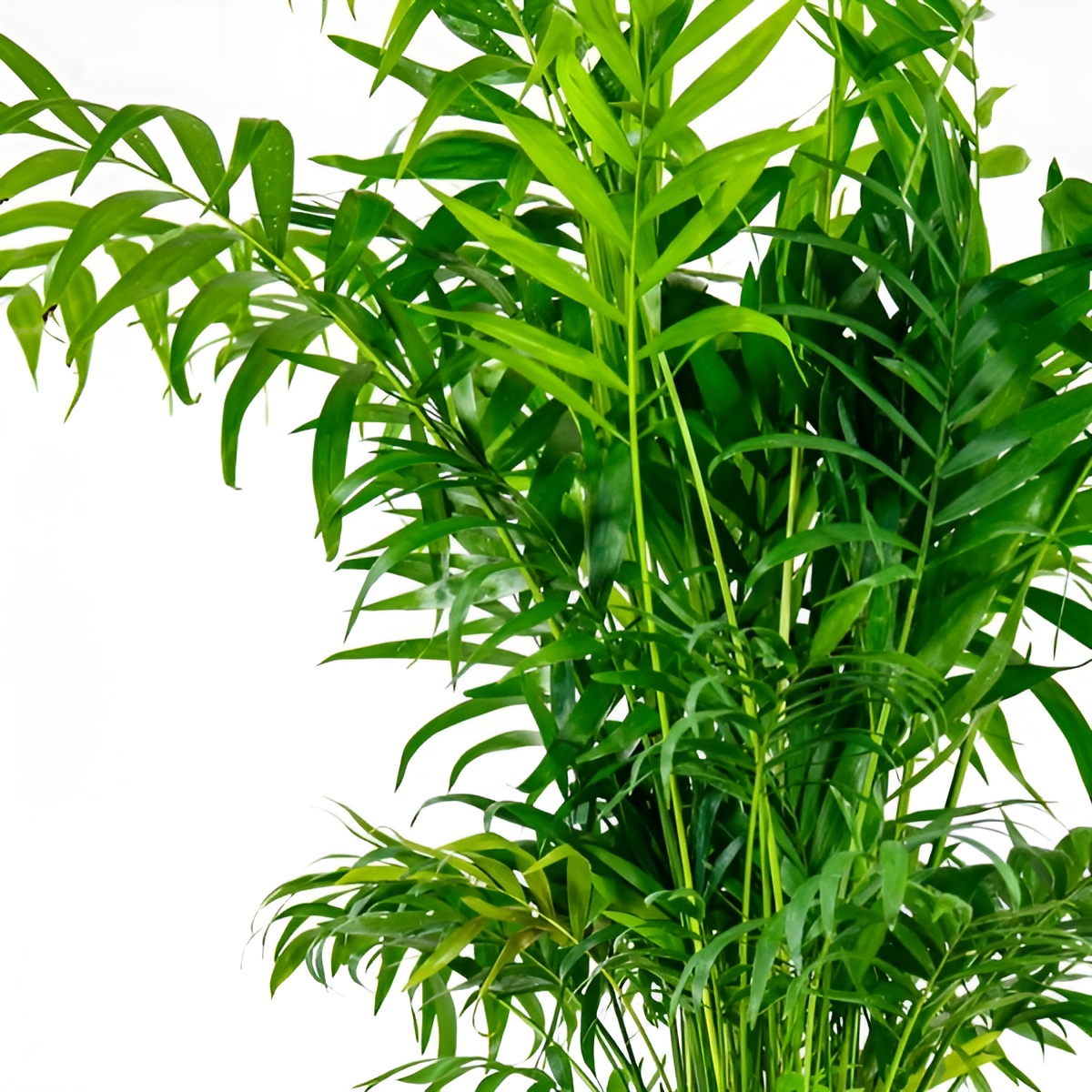 Хамедорея Изящная, или Бамбуковая Пальма (Chamaedorea Elegans) D9см