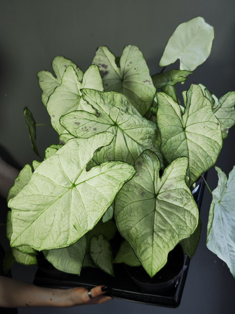 Каладиум Флорида Мунлайт (Caladium Florida Moonlight) D12см