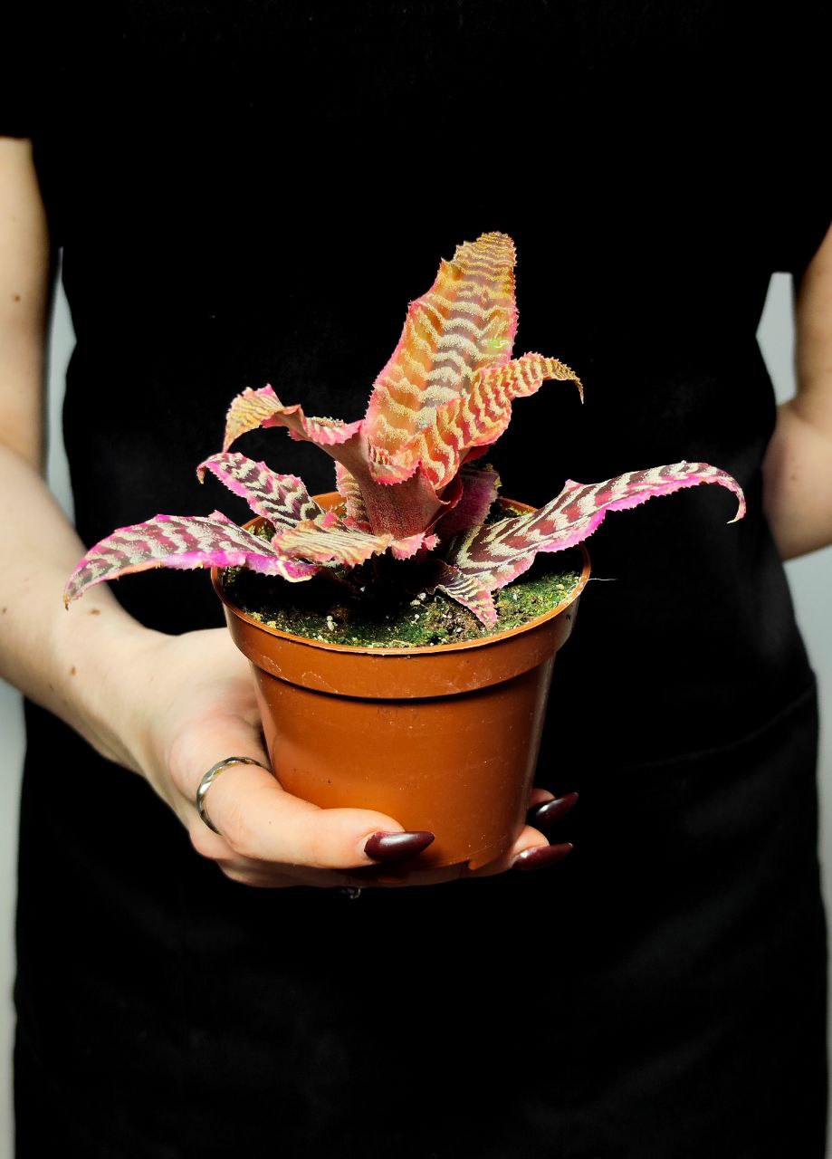 Криптантус Элайн (Cryptanthus Elaine) D9см