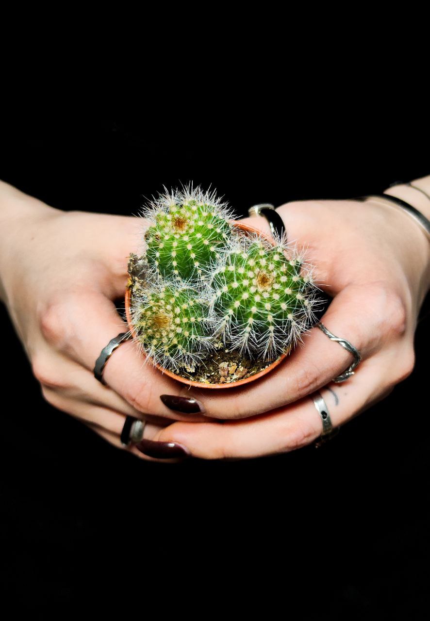 Нотокактус Магнификус Груп (Notocactus Mafnificus group) D5см