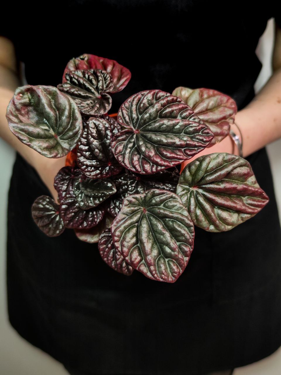 Пеперомия Каперата Ред Луна (Peperomia Caperata Luna Red) D8см