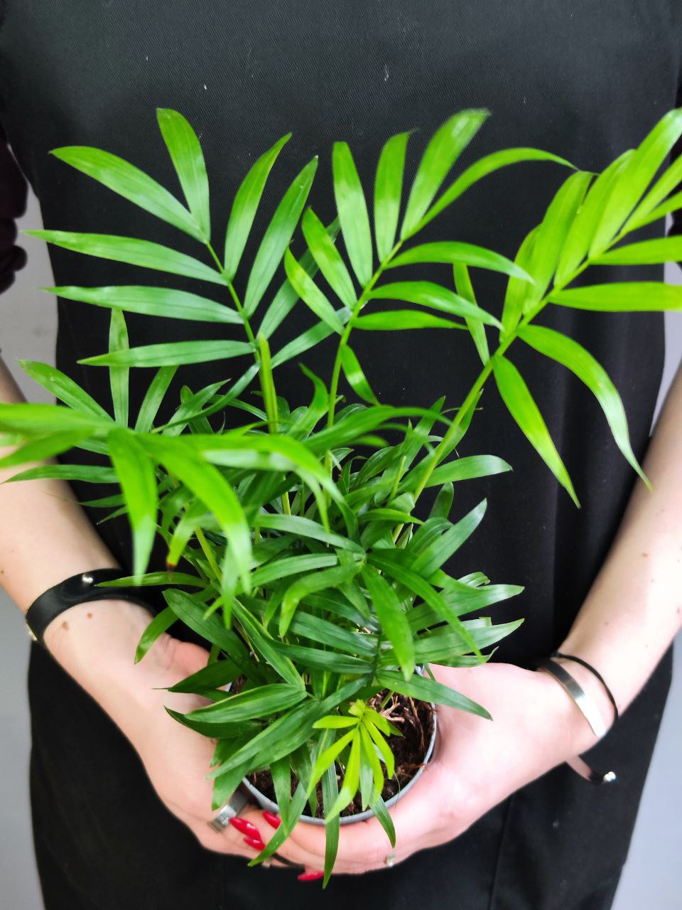 Хамедорея Изящная, или Бамбуковая Пальма (Chamaedorea Elegans) D9см