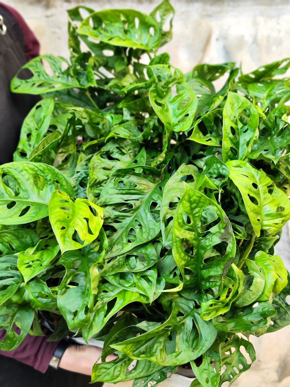 Монстера Адансона (Monstera Adansonii) D11см