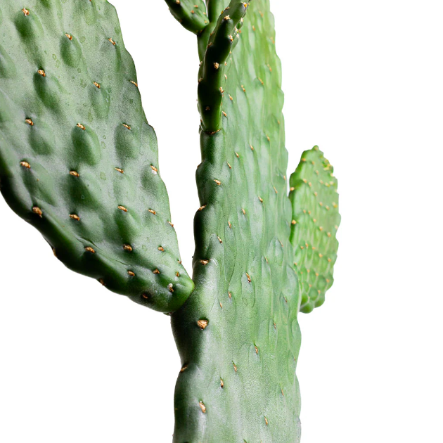Опунция Рубесценс (Opuntia Rubescens) D6см