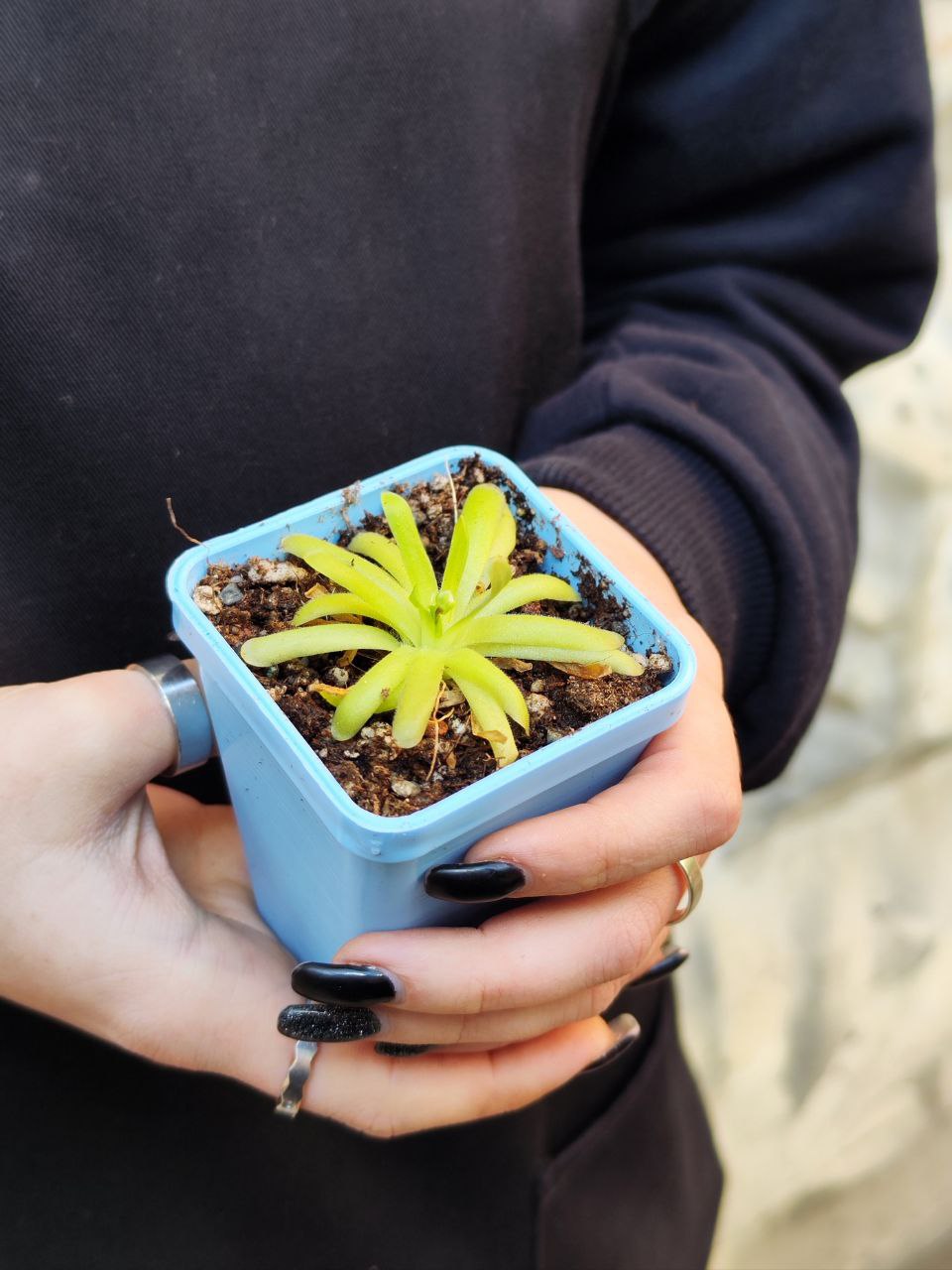 Жирянка Мостезума Гигантеа (Pinguicula Moctezumae x Gigantea) D5см