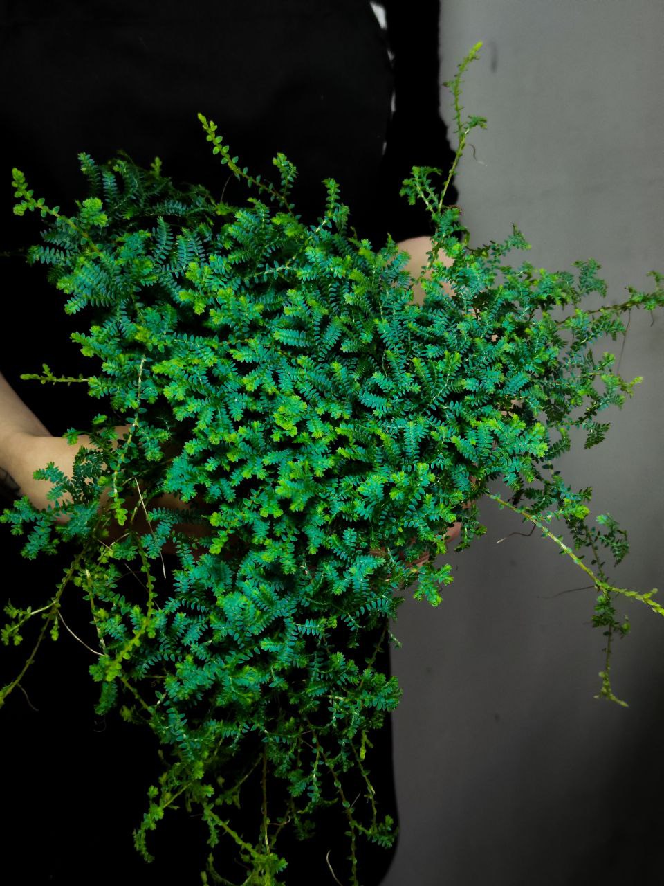 Селагинелла Пикок (Selaginella Peacock) D12см