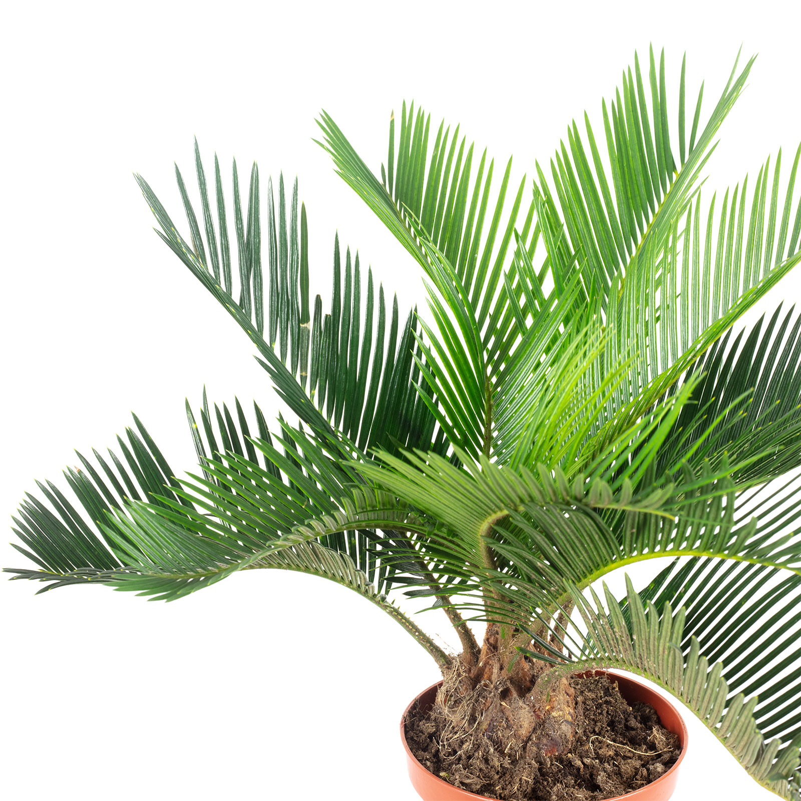 Цикас Революта (Cycas Revoluta) D14см