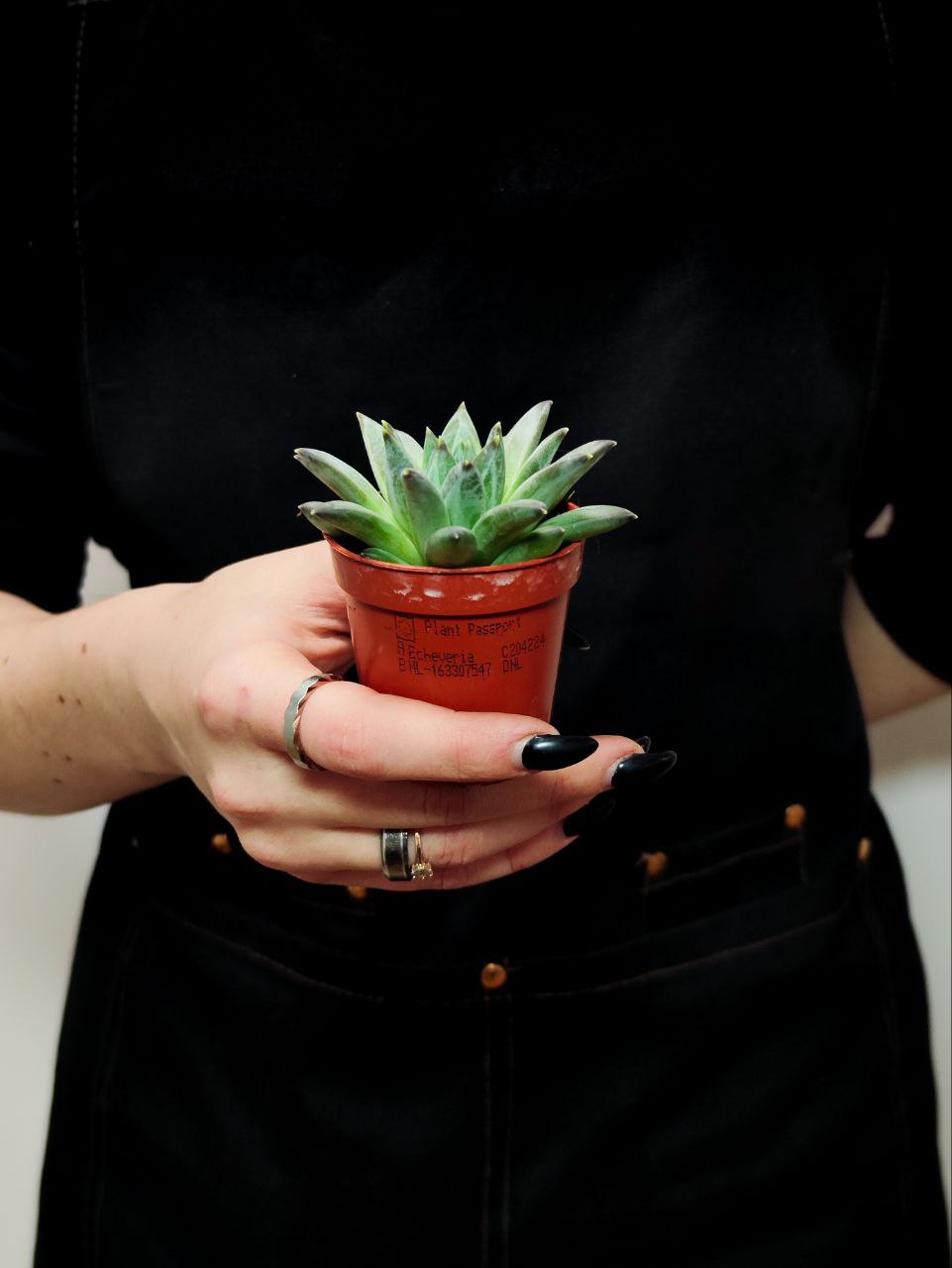 Эхеверия Хукери (Echeveria Hookeri) D5см