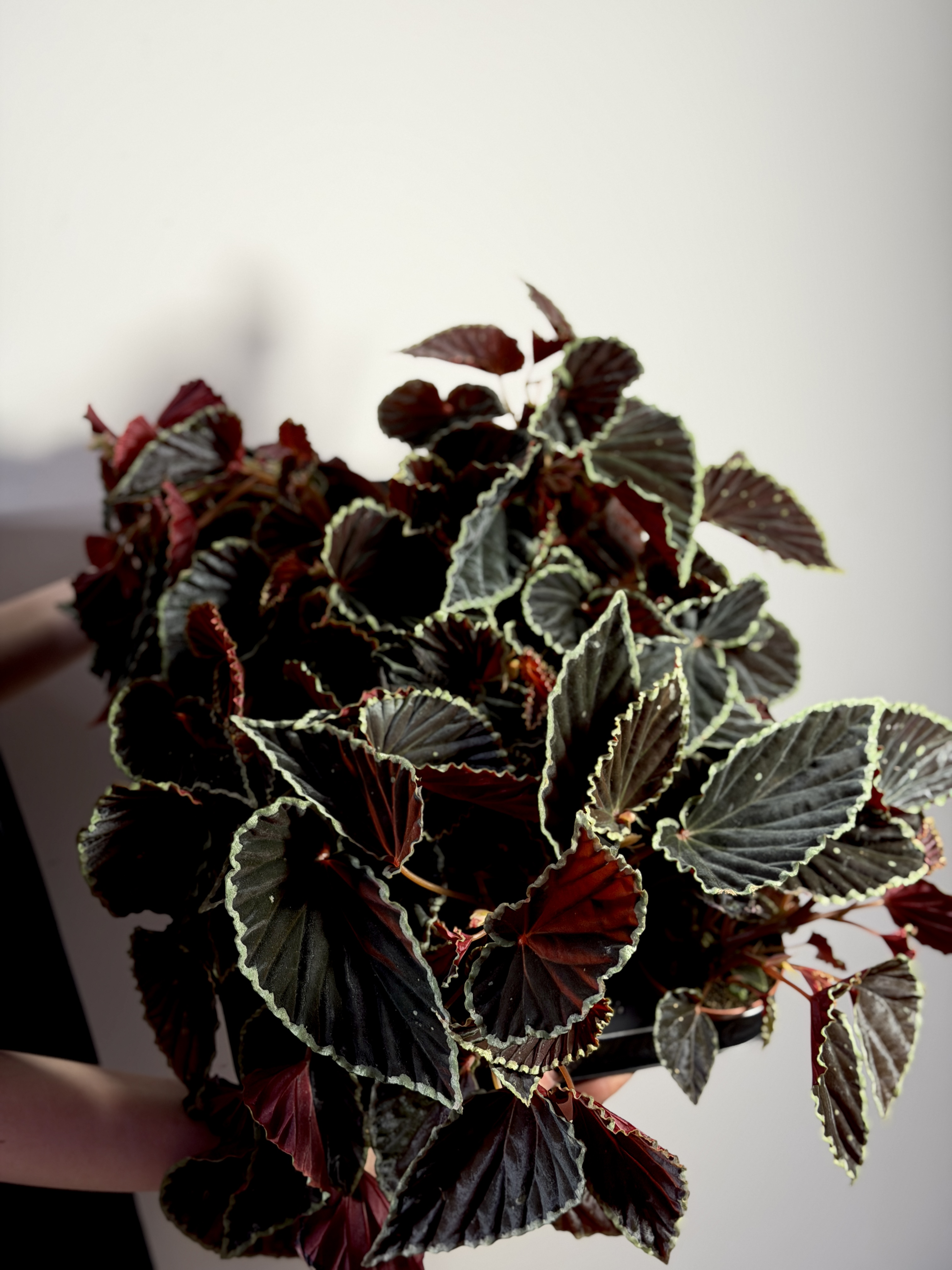 Бегония Дарт Вейдер (Begonia Darthvaderiana) D8см