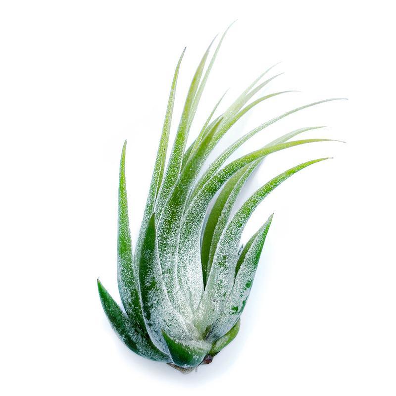 Тилландсия Ионанта Скапоза (Tillandsia Ionantha Scaposa)