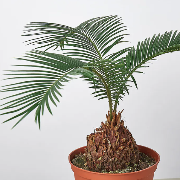 Цикас Революта, или Саговник Поникающий (Cycas Revoluta) D7см