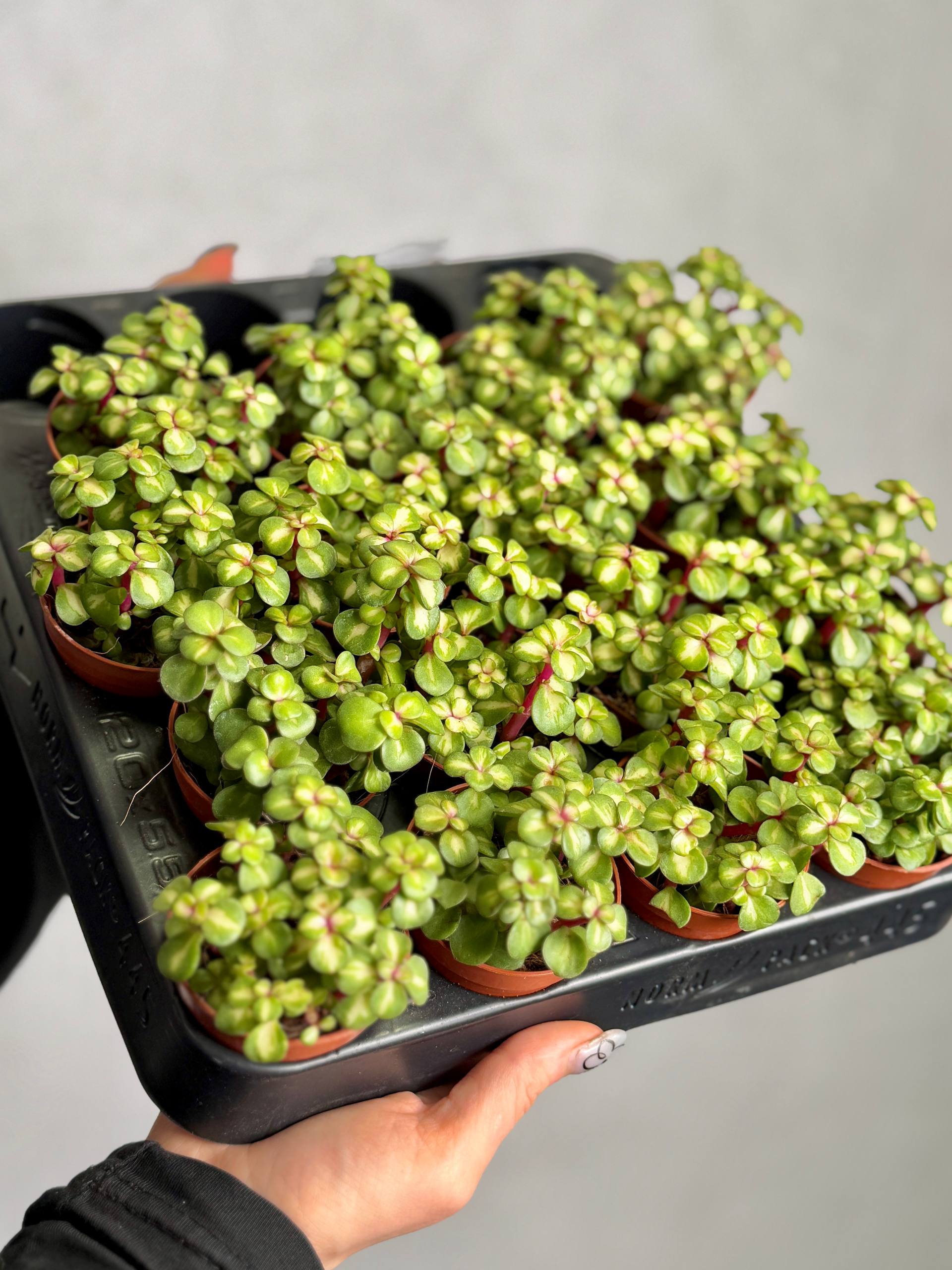 Портулакария Афра Медиопикта (Portulacaria Afra Mediopicta) D5см