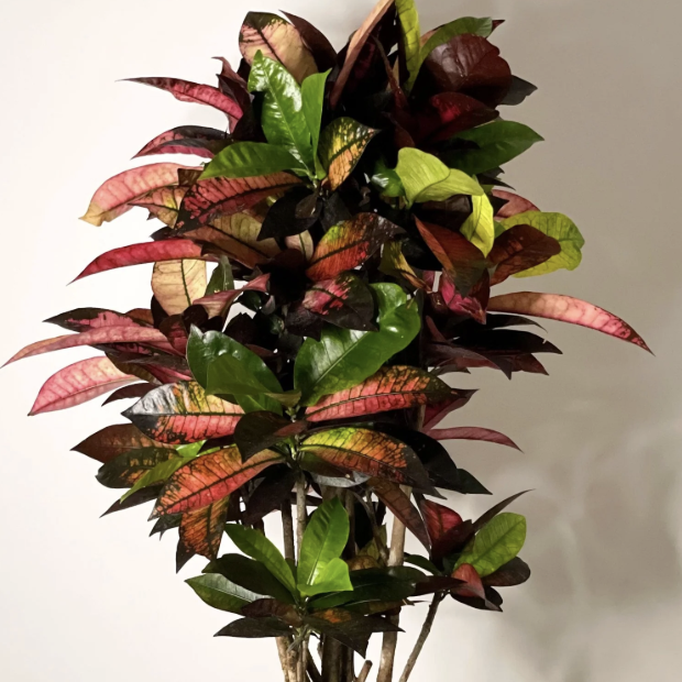 Кодиеум Миссис Айстон (Codiaeum Mrs. Iceton) D12см