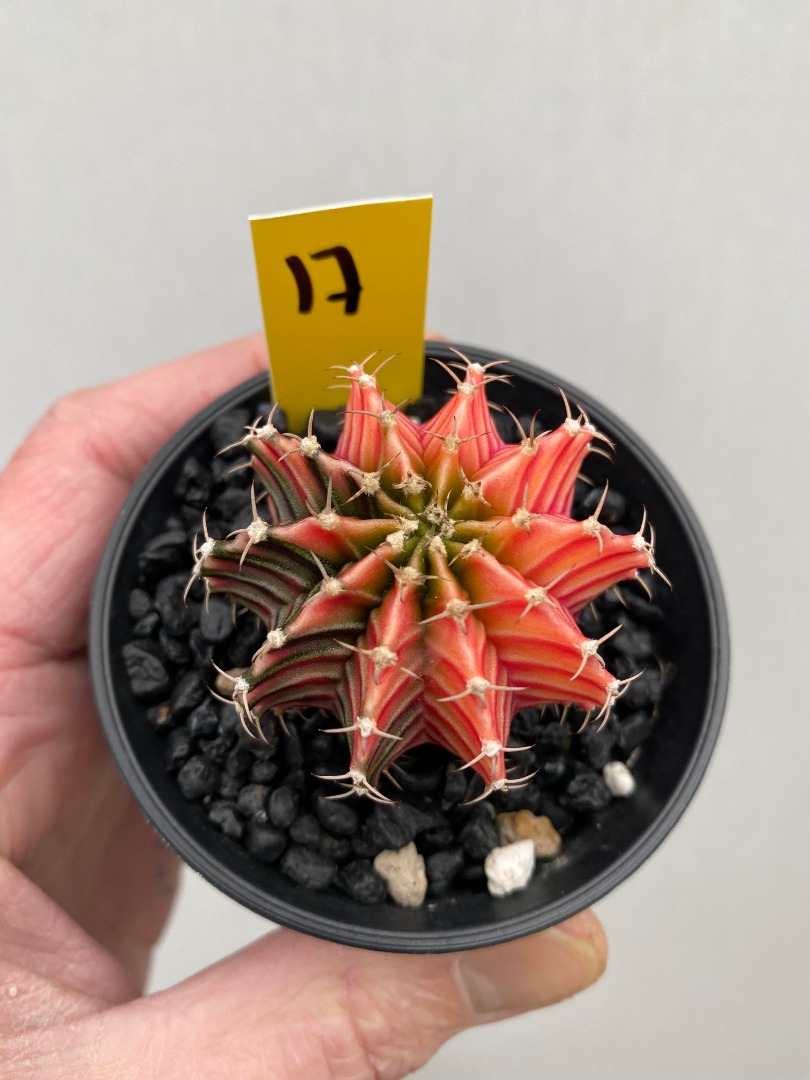 Кактус Гимнокалициум Михановича Вариегатный (Gymnocalycium Mihanovichii Variegata) D7см