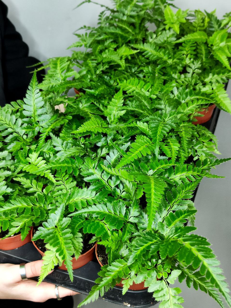Румора Адиантиформис Вариегата (Rumohra Adiantiformis Variegata) D8,5см