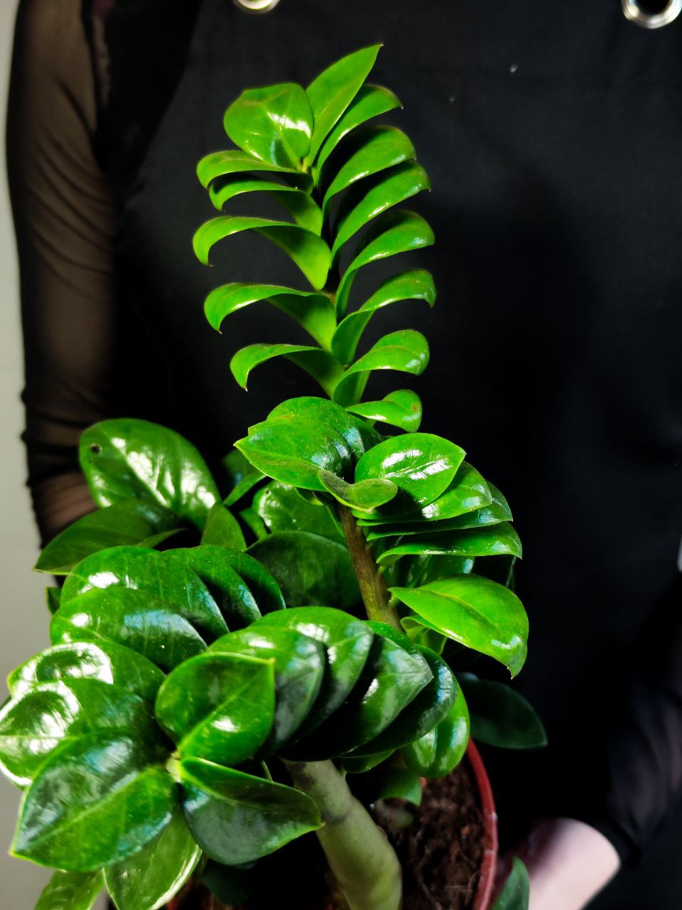 Замиокулькас Зензи (Zamioculcas Zenzi) D14см
