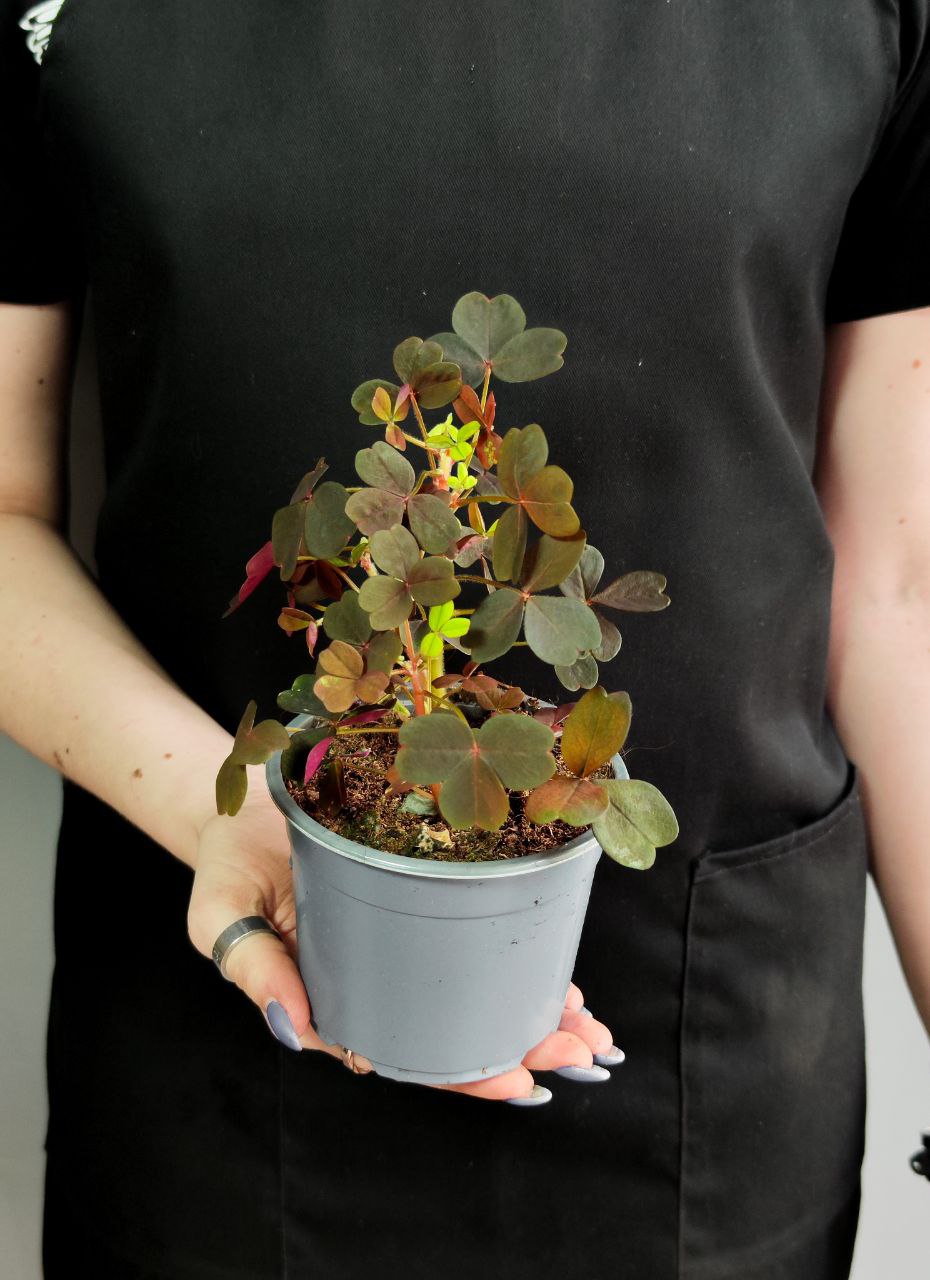 Оксалис Красный, Кислица (Oxalis Rubra) D10см