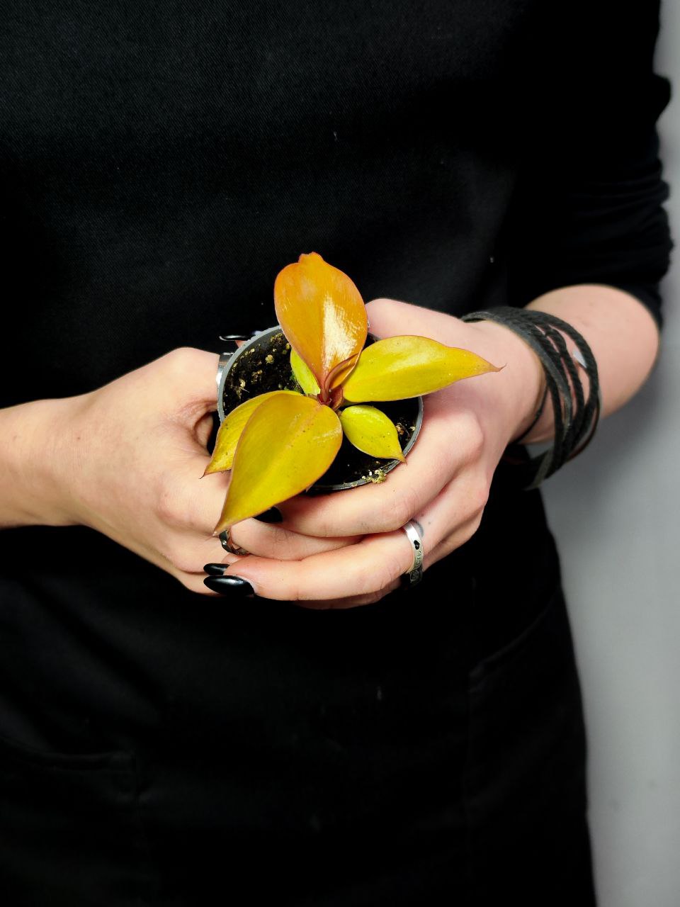 Филодендрон Санлайт (Philodendron Sunlight) D6см
