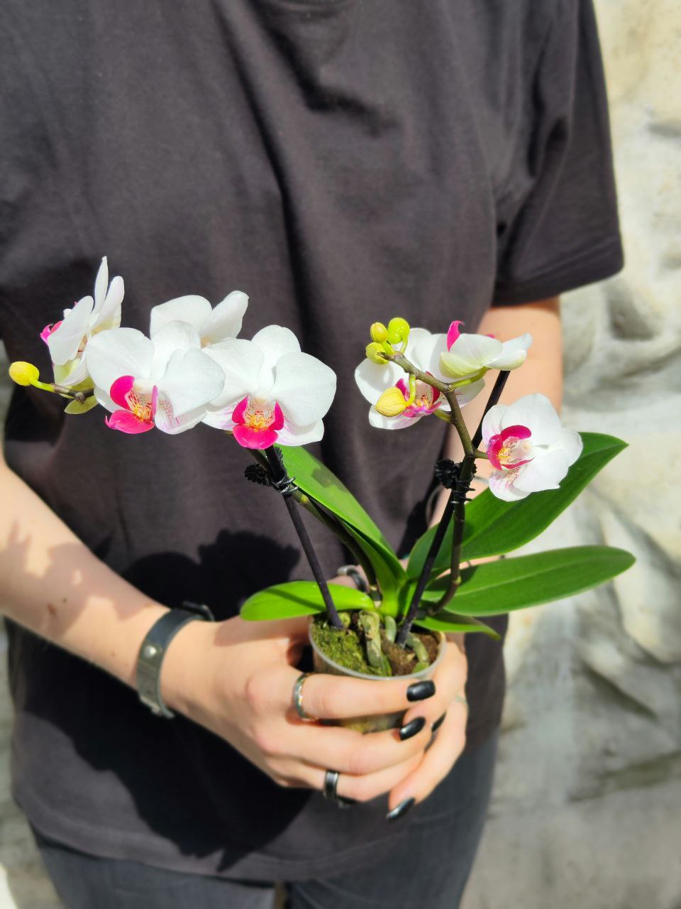 Орхидея Фаленопсис Волшебная (Phalaenopsis Multiflora Magic) D6см