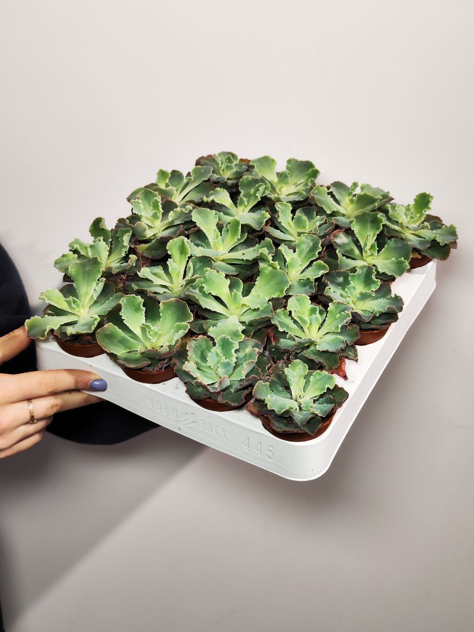Эхеверия Шавиана Пинк Фриллс (Echeveria Shav.Pink Frills) D5см