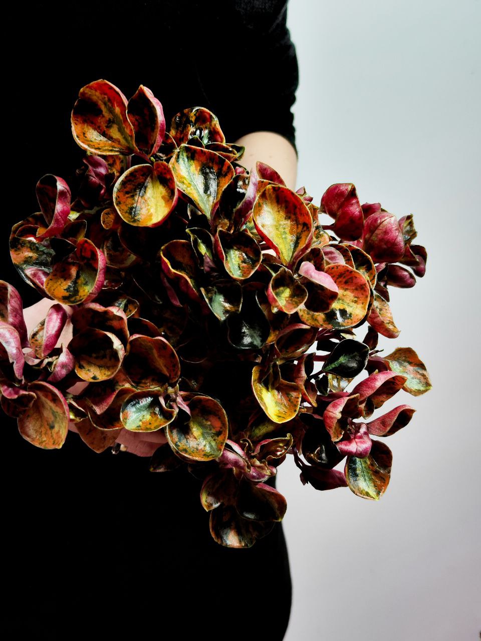 Пеперомия Крем Брюле (Peperomia Creme Brulee) D12см