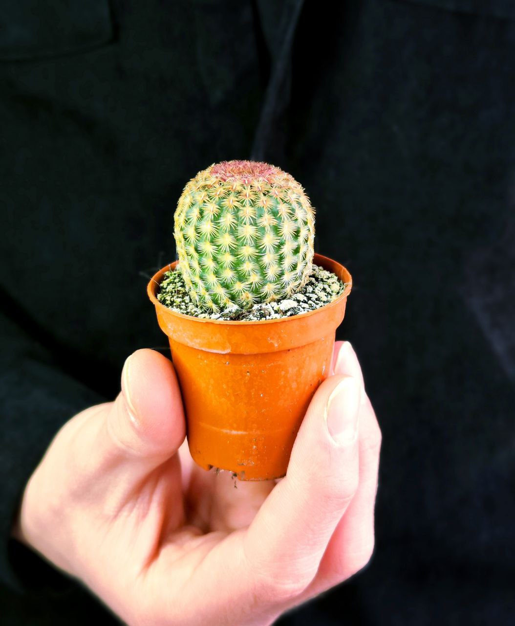 Эхиноцереус Ригидиссимус Рубриспинус (Echinocereus Rigidissimus Rubispinus) D5см