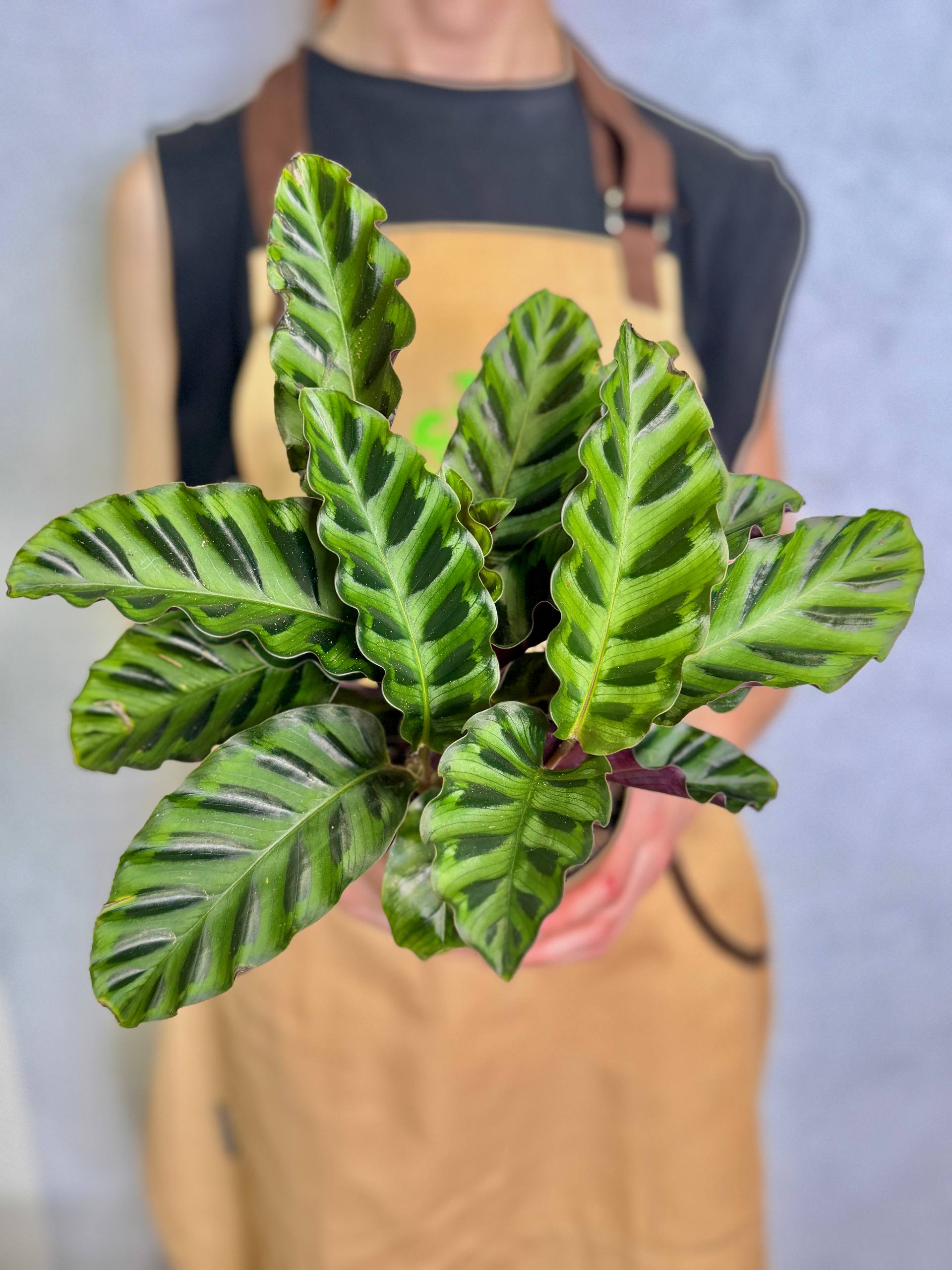 Калатея Гандерси (Calathea Gandersii) D11см