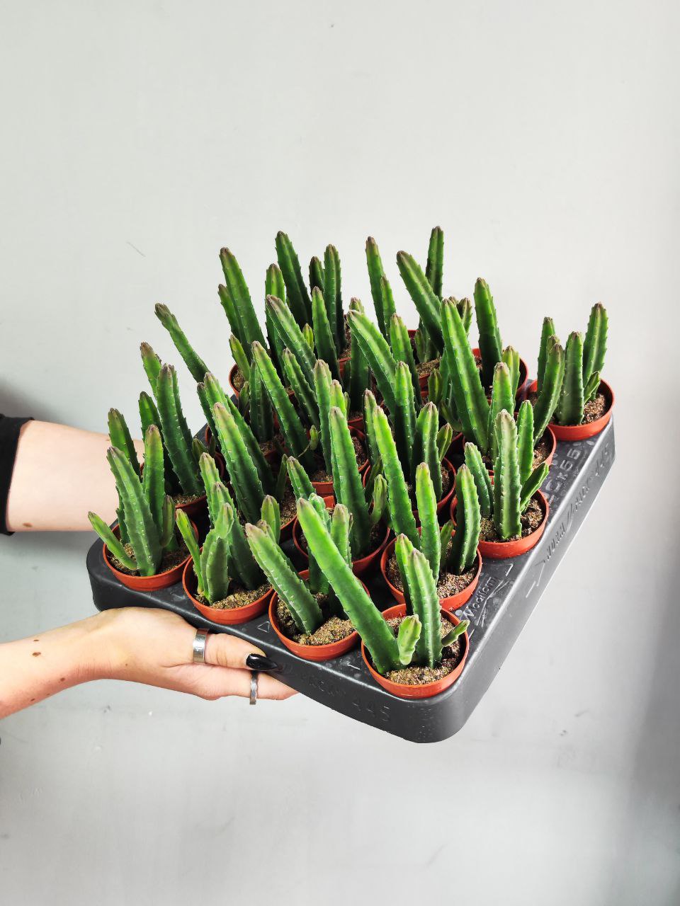 Стапелия Лиэндерзи (Stapelia Leendertziae) D5см