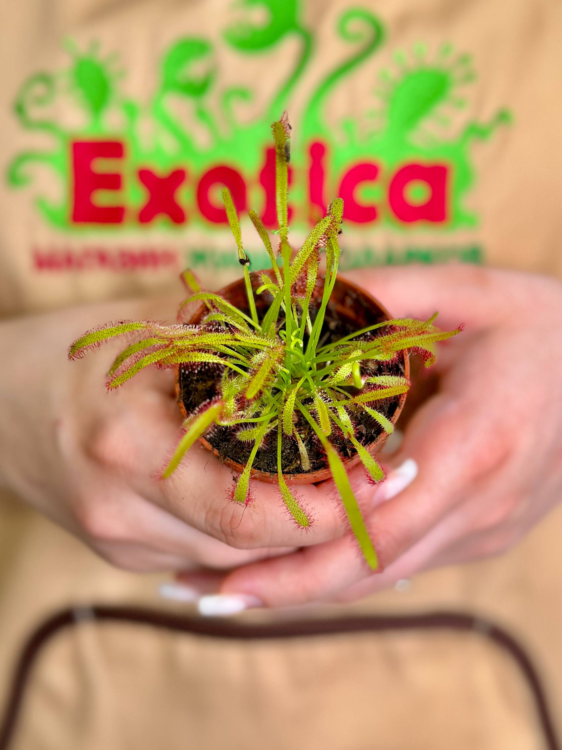 Росянка Капская (Drosera Capensis) D5см