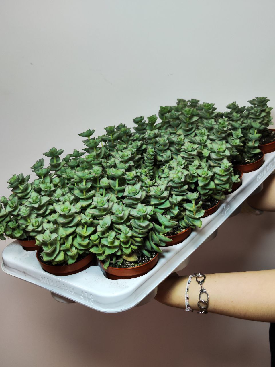 Крассула Перфората Мэджик (Crassula Perforata Magic) D8,5см