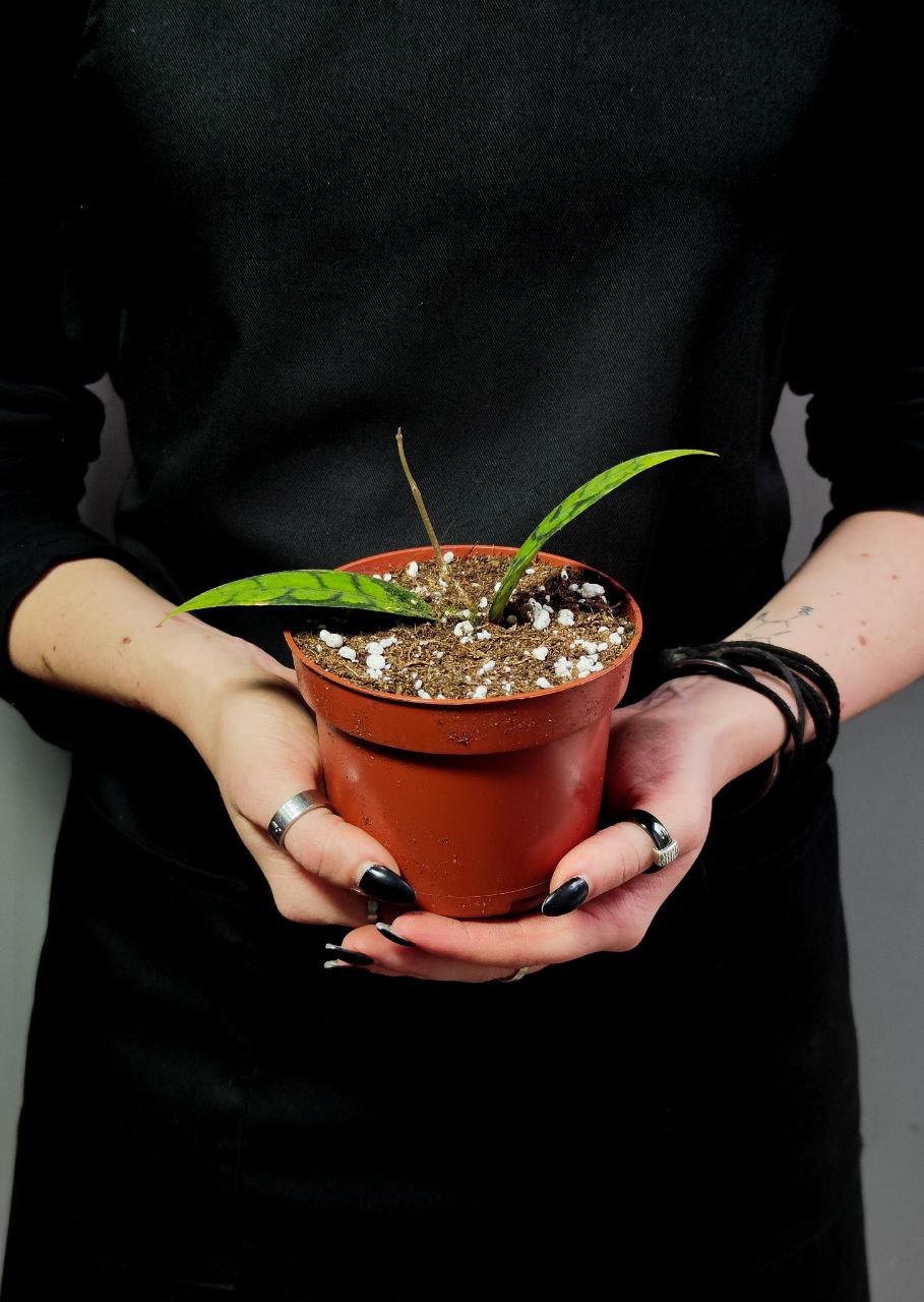 Хойя Блэк Кэт (Hoya Callistophylla Black Cat) D10см